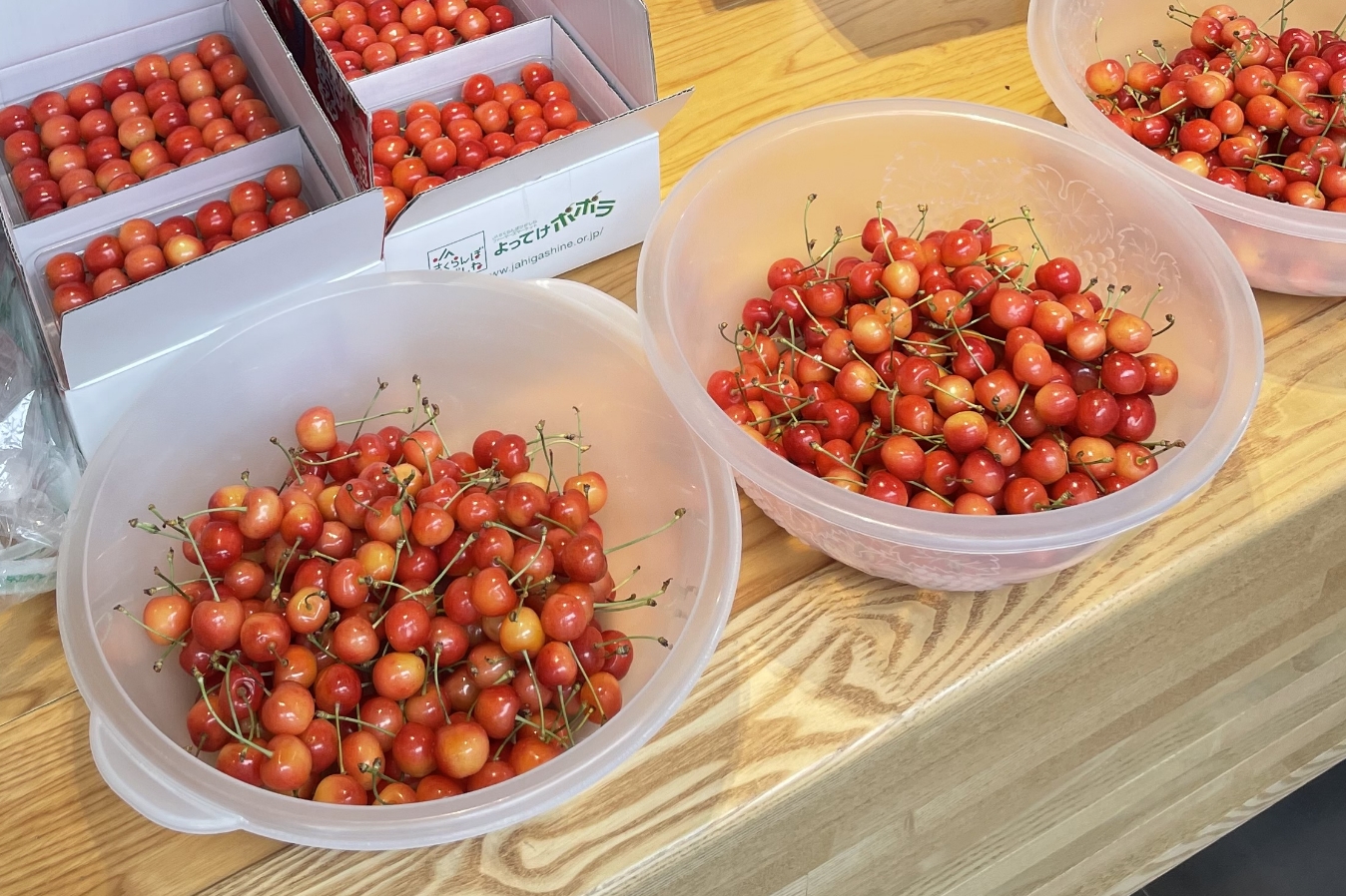 さくらんぼ種飛ばし - 東根四季祭 | 東根市公式イベントサイト